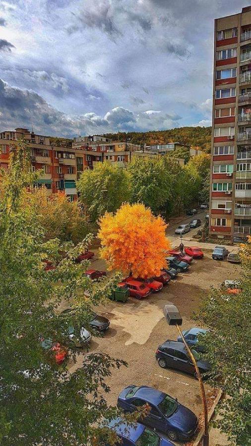 Apartman Nikolic Bor Exteriör bild